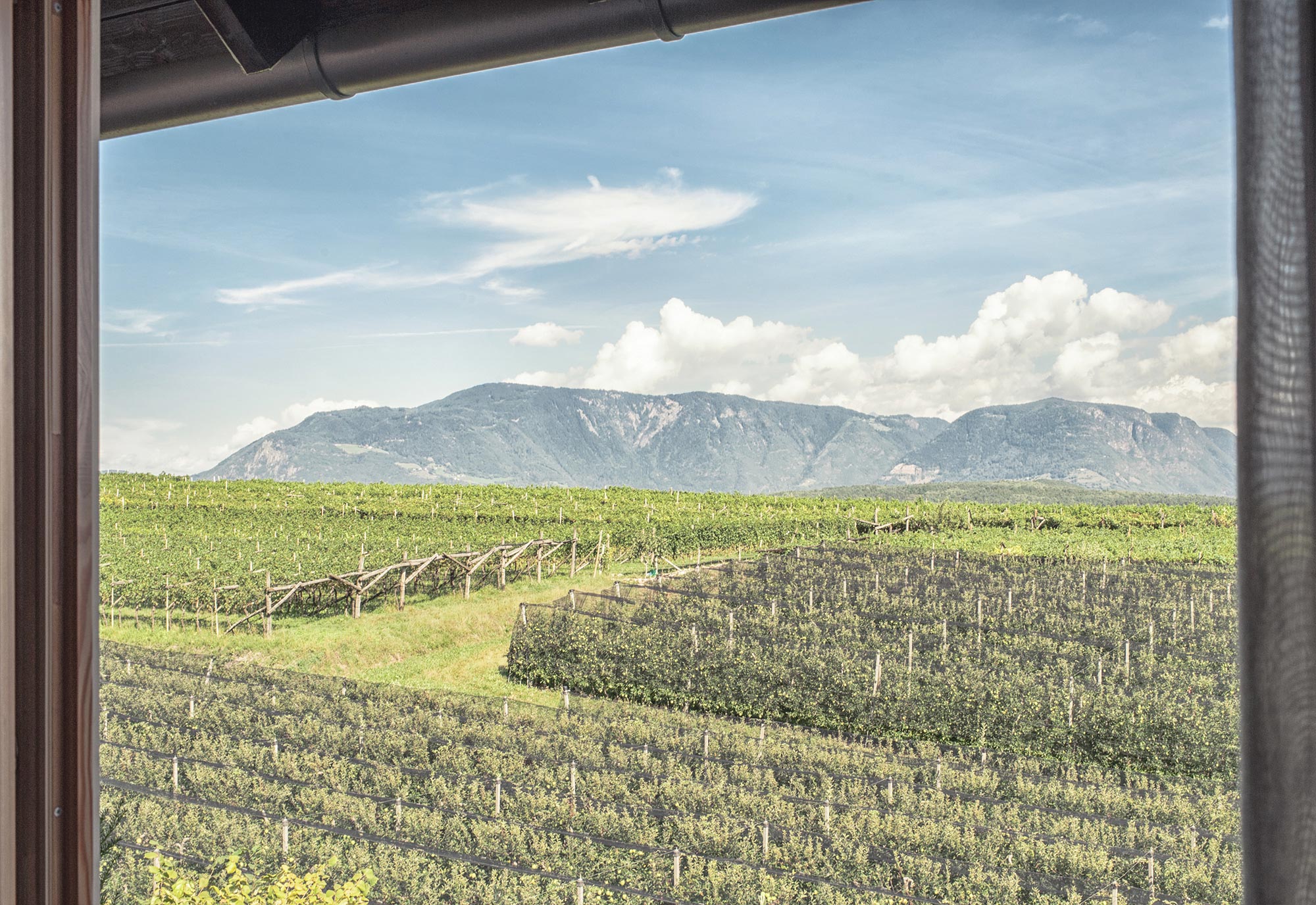 Suite 06 - Ausblick auf den Weinberg